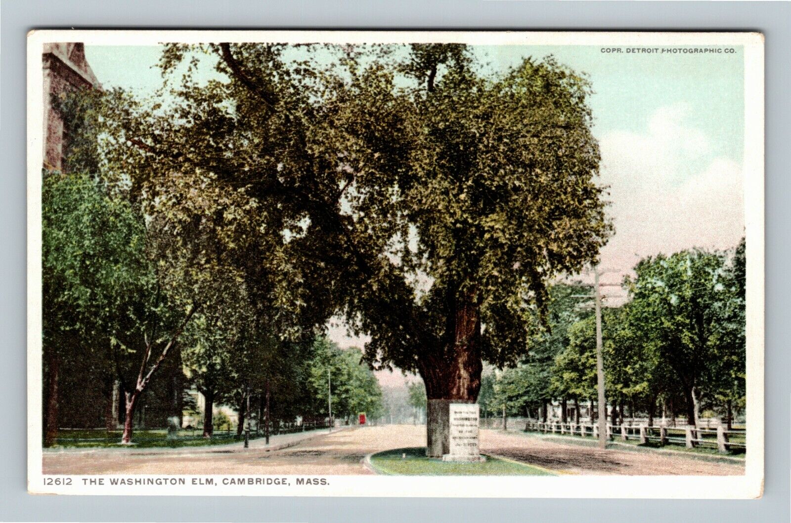 The Washington Elm, Cambridge Massachusetts Vintage Postcard