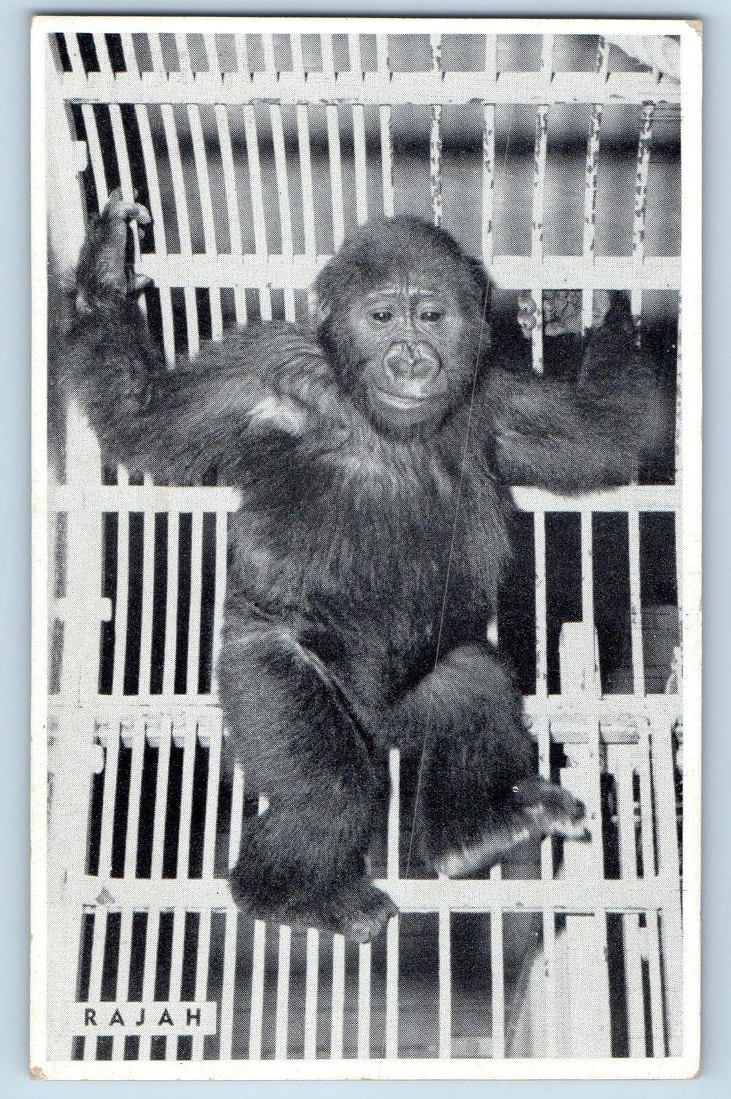 Chicago Illinois IL Postcard Rajah Male Gorilla French Cameroon c1960's Vintage