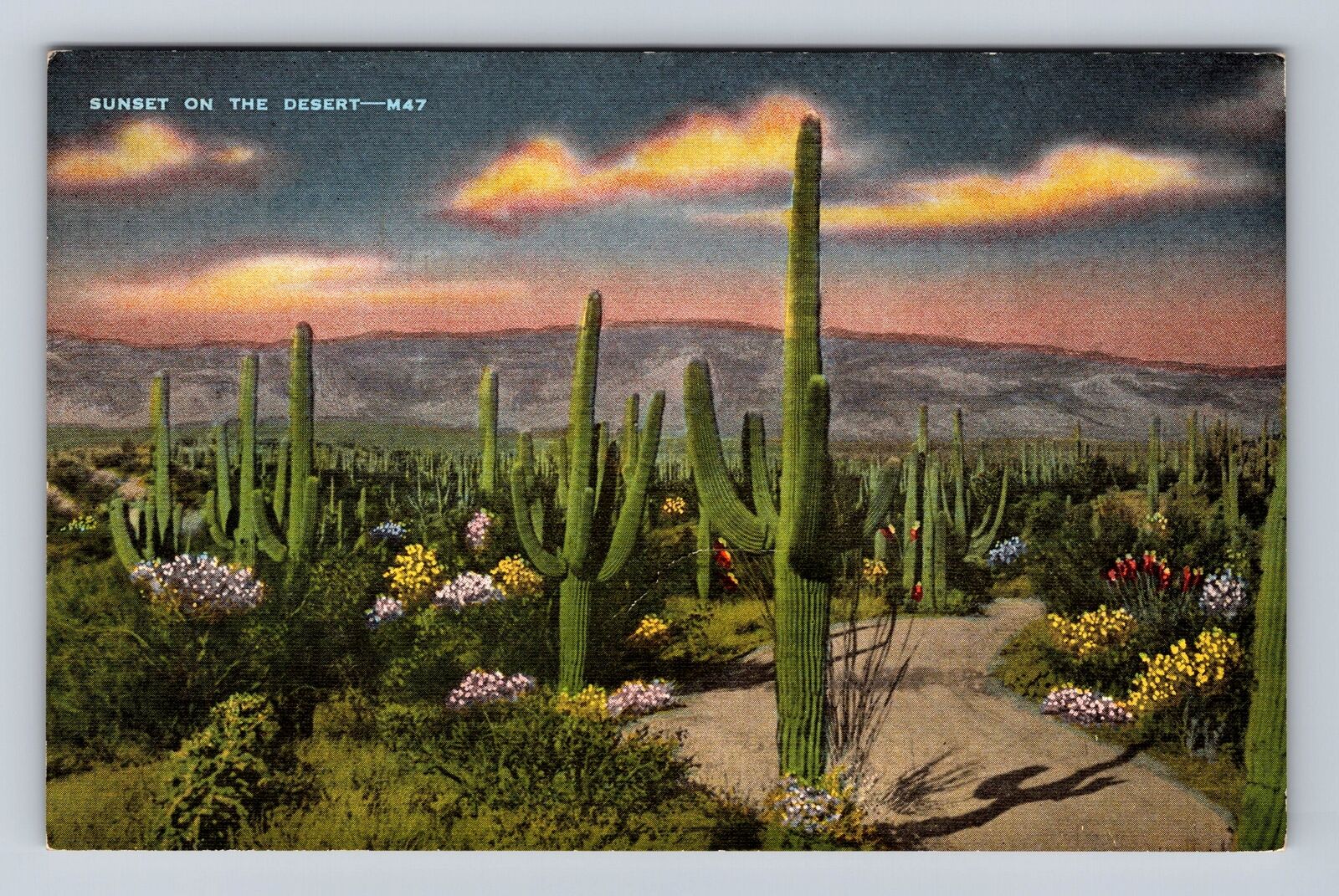 Sunset on the Desert, Cactus, Plants, Antique Vintage Souvenir Postcard
