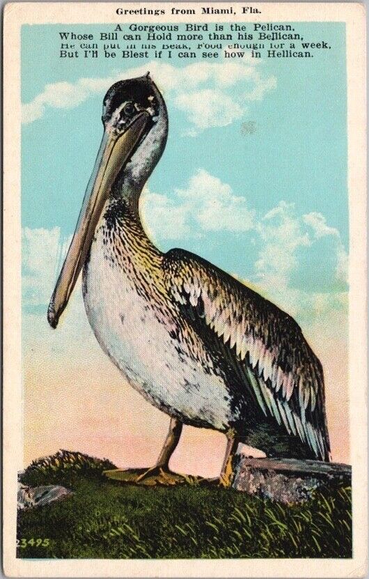 c1930s MIAMI, Florida Postcard PELICAN His Bill Can Hold More than His Belly Can
