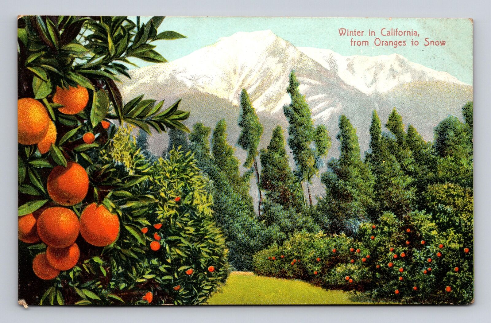 Postcard CA California Scenic Mountain View With Oranges