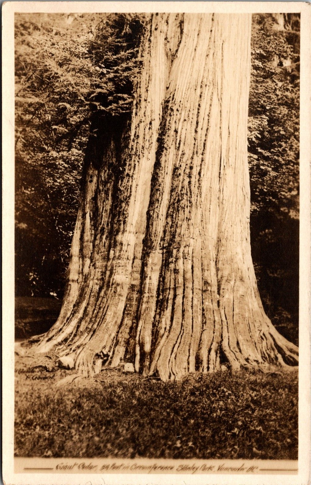 RPPC Large Cedar Tree Stanley Park Vancouver c1910 Real Photo Postcard