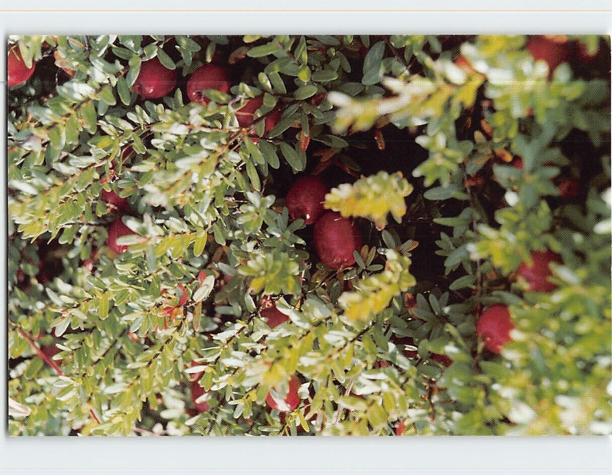 Postcard Warren\'s Cranberries