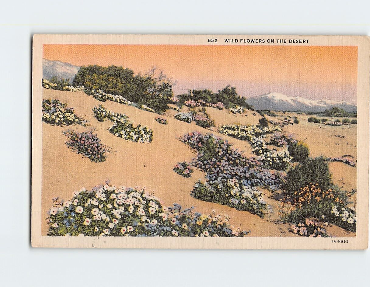 Postcard Wild Flowers on the Desert