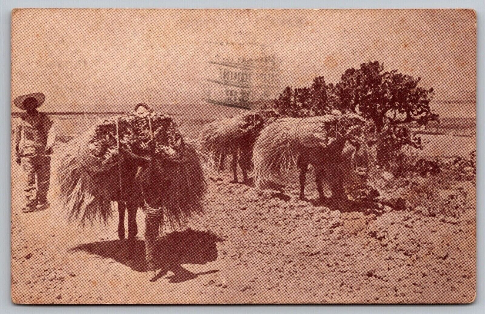 Postcard Mules Carrying Hay Mexico PM Mexico DF Cancel WOB Note c1937 VTG