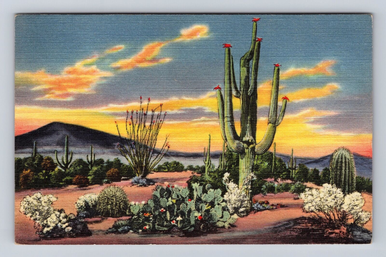 Sunset on the Desert, Varieties of Cactus, Plants, Vintage c1946 Postcard