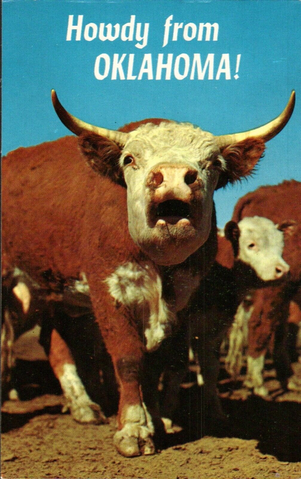 Postcard howdy from Oklahoma cow bull