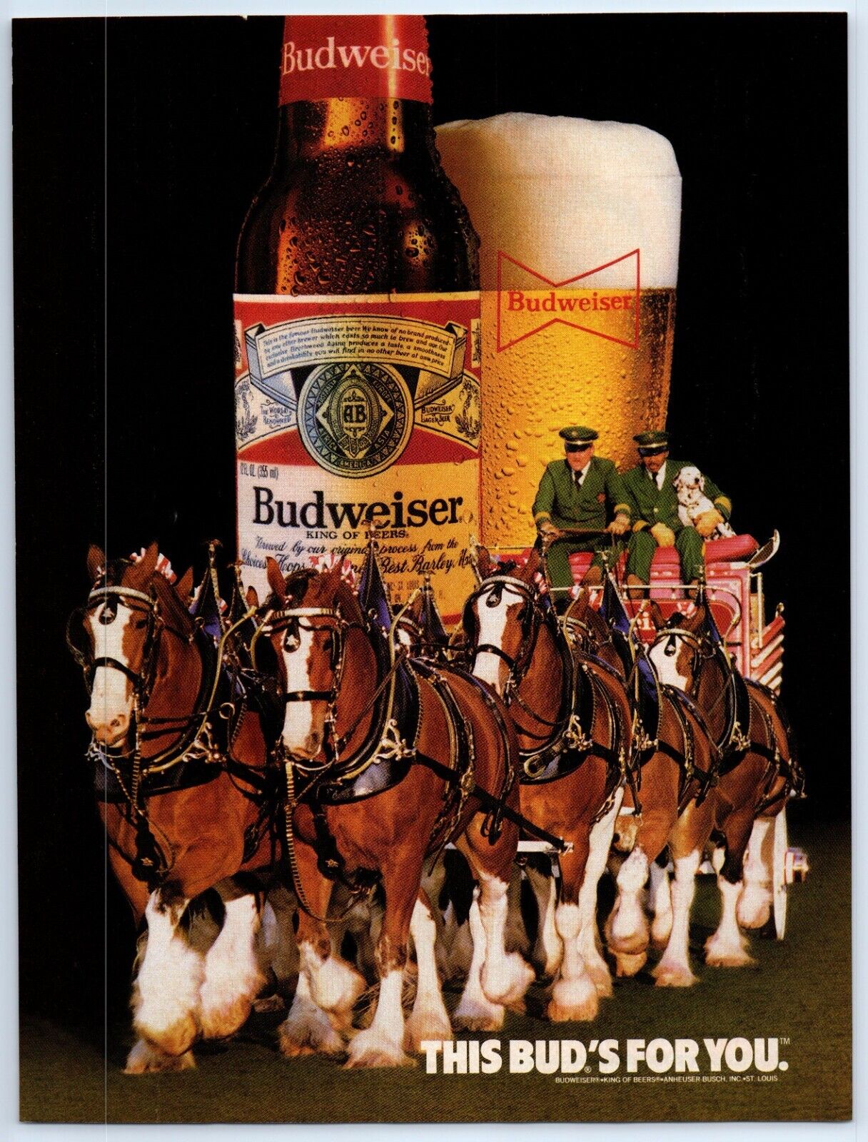 Budweiser Beer Clydesdale Team 