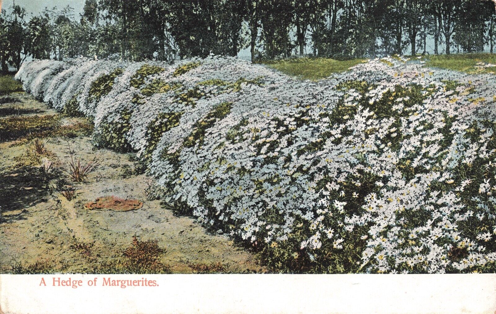 A Hedge of Marguerites CA California c1907 Postcard D360