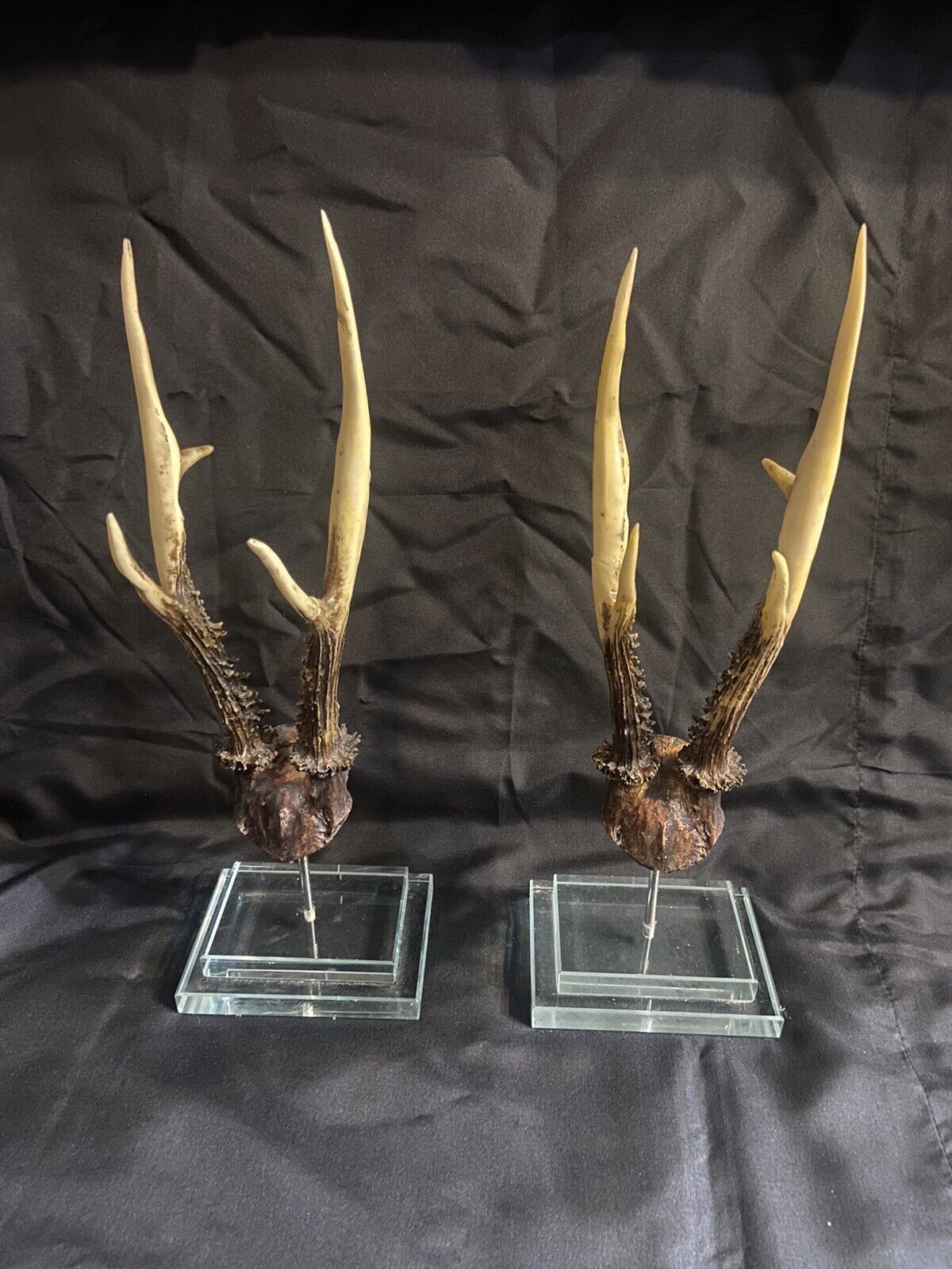 Pair Identical Antlers Mounted On Glass Lucite Bases Taxidermy Oddities 15” High