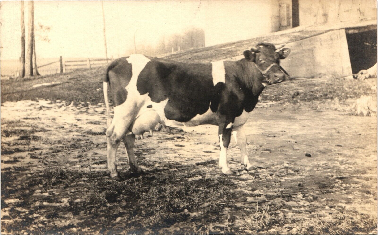 DAIRY COW real photo postcard rppc AGRICULTURAL FARM VIEW c1910