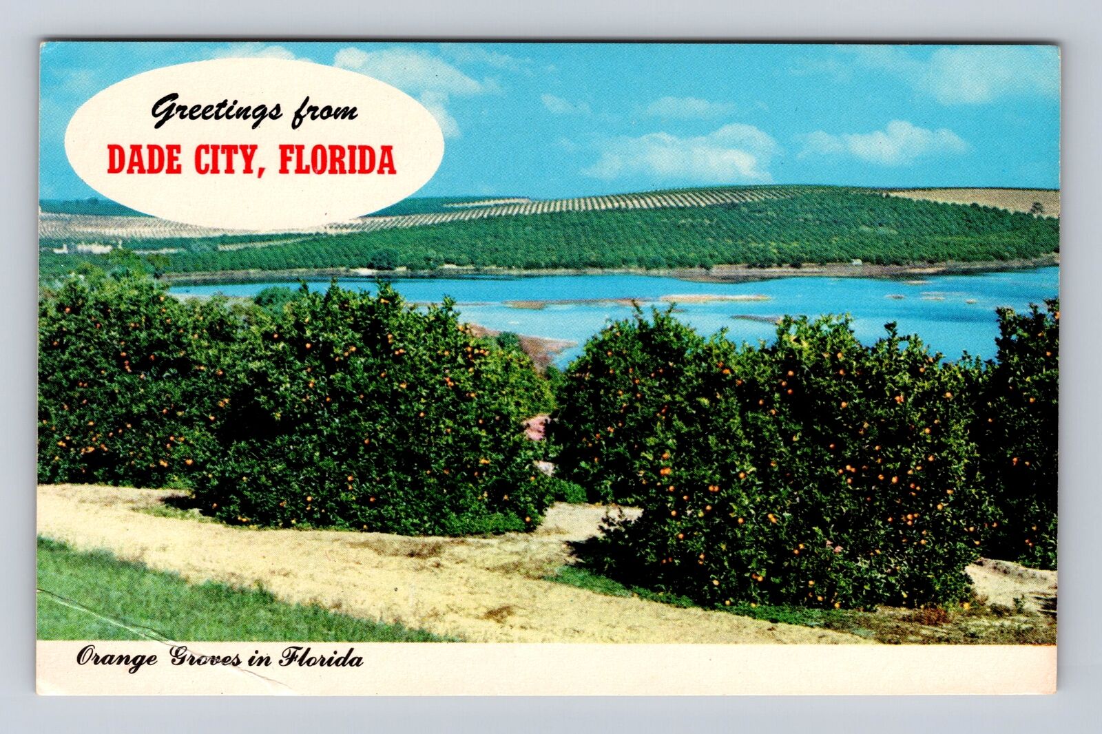 Dade City FL-Florida, Scenic Greetings, Orange Groves, Vintage Souvenir Postcard