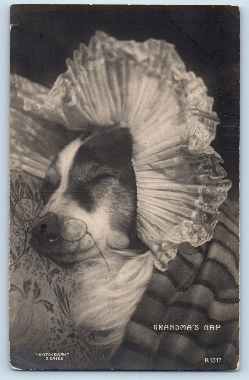 Dog Postcard RPPC Photo With Bonnet Grandpa's Nap Rotograph c1905 Antique
