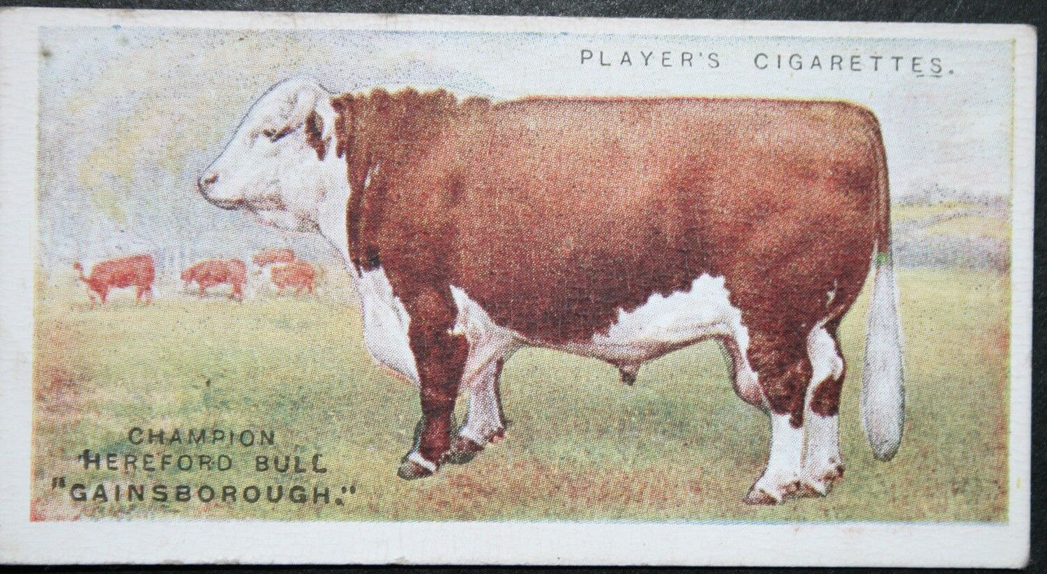 HEREFORD CATTLE   Champion Bull   Vintage 1915  Illustrated Card  FD22MS