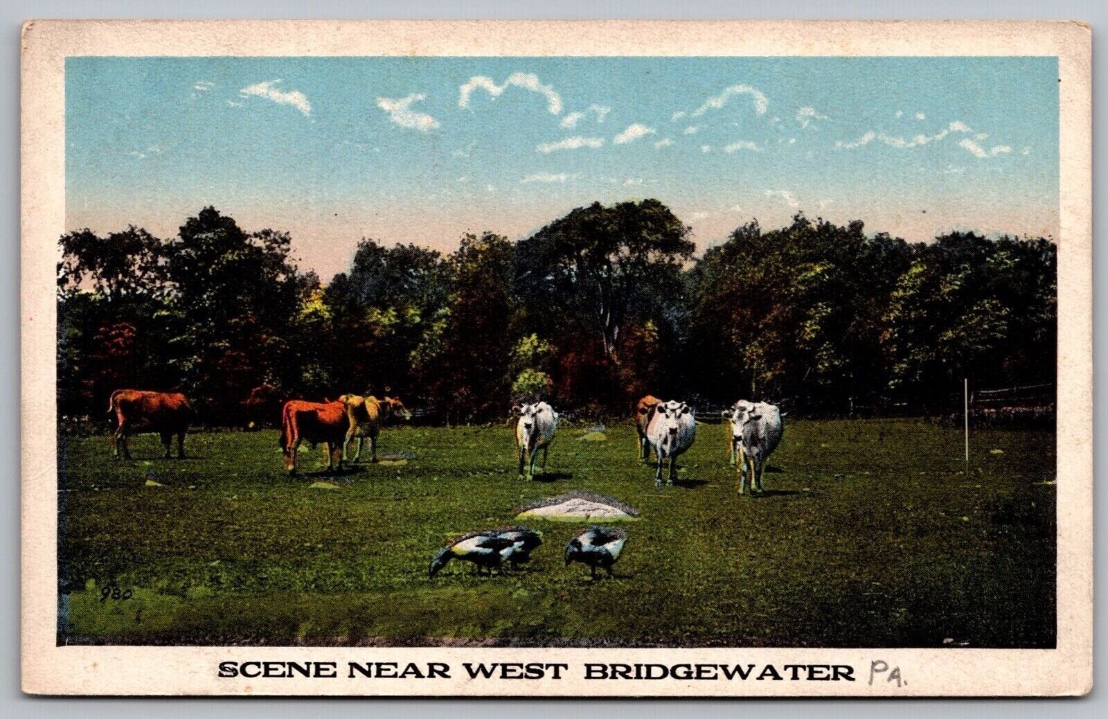 West Bridgewater Pennsylvania Animals Cattle Cows Birds Farm Vintage Postcard