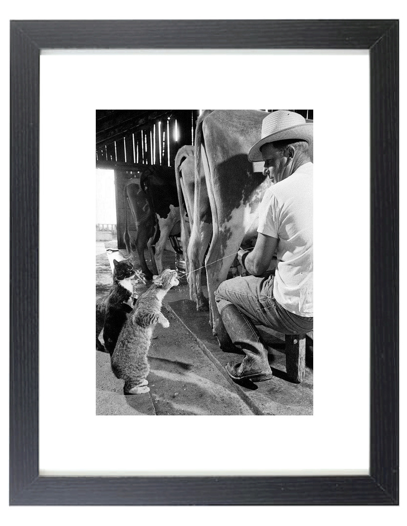 1954 CATS Drinking FRESH MILK from Cow Cute Matted & Framed Farm Picture Photo