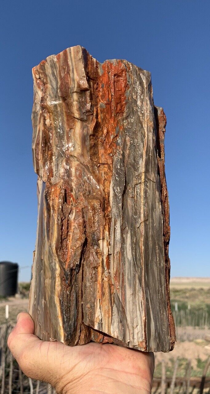 ☘️RR⚒: Solid 15 Lb Log Agate/Opal Arizona Petrified Wood, 10.5” 🌈