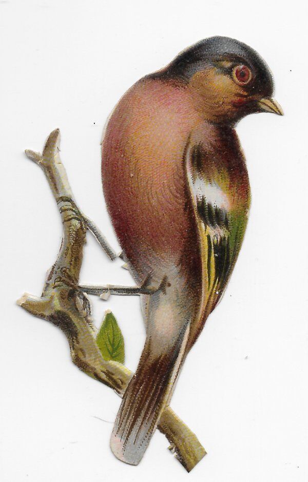1888 Chromo de Coupis, French BIRDS NO.5, Victorian Antique, Diecut, 3