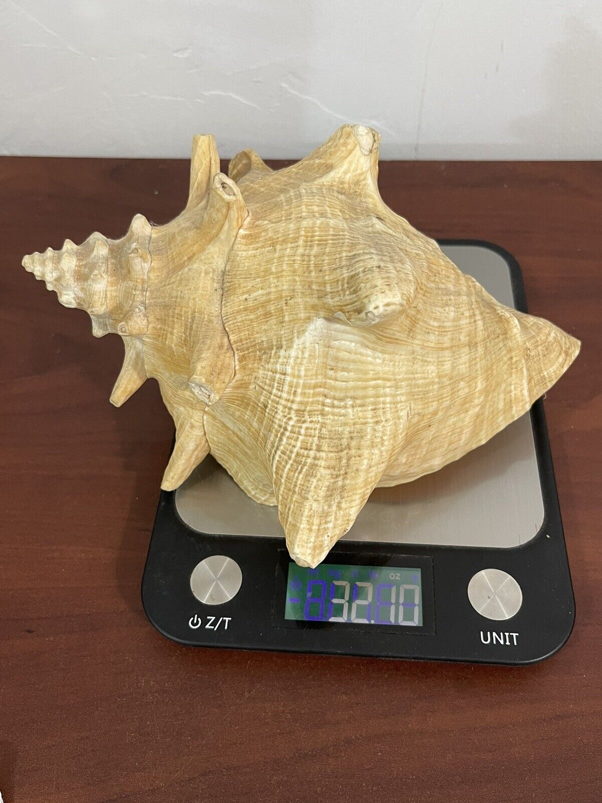 Conch Seashell Large Apx 7 Inches Long -Refer To Photos