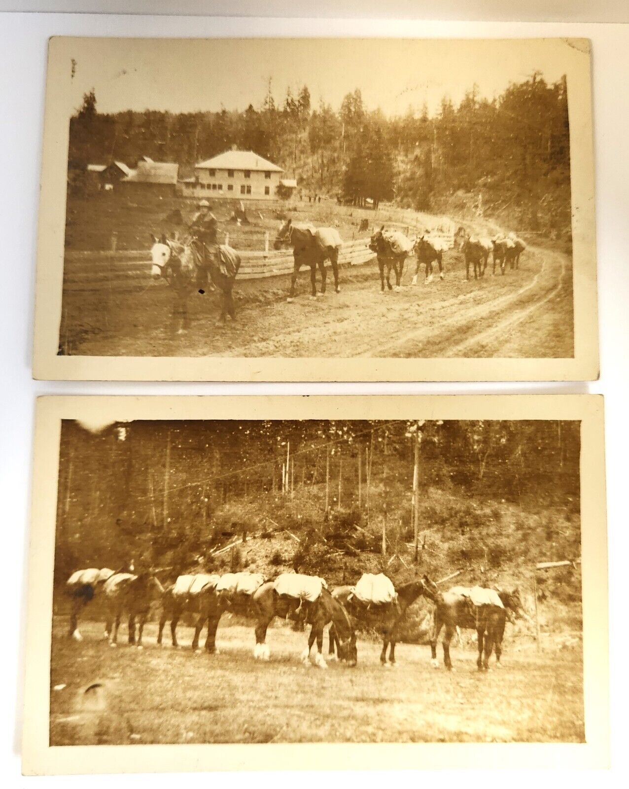 RPPC Pack Train Horses Lot Of 2 Early 1900's Antique Oregon?