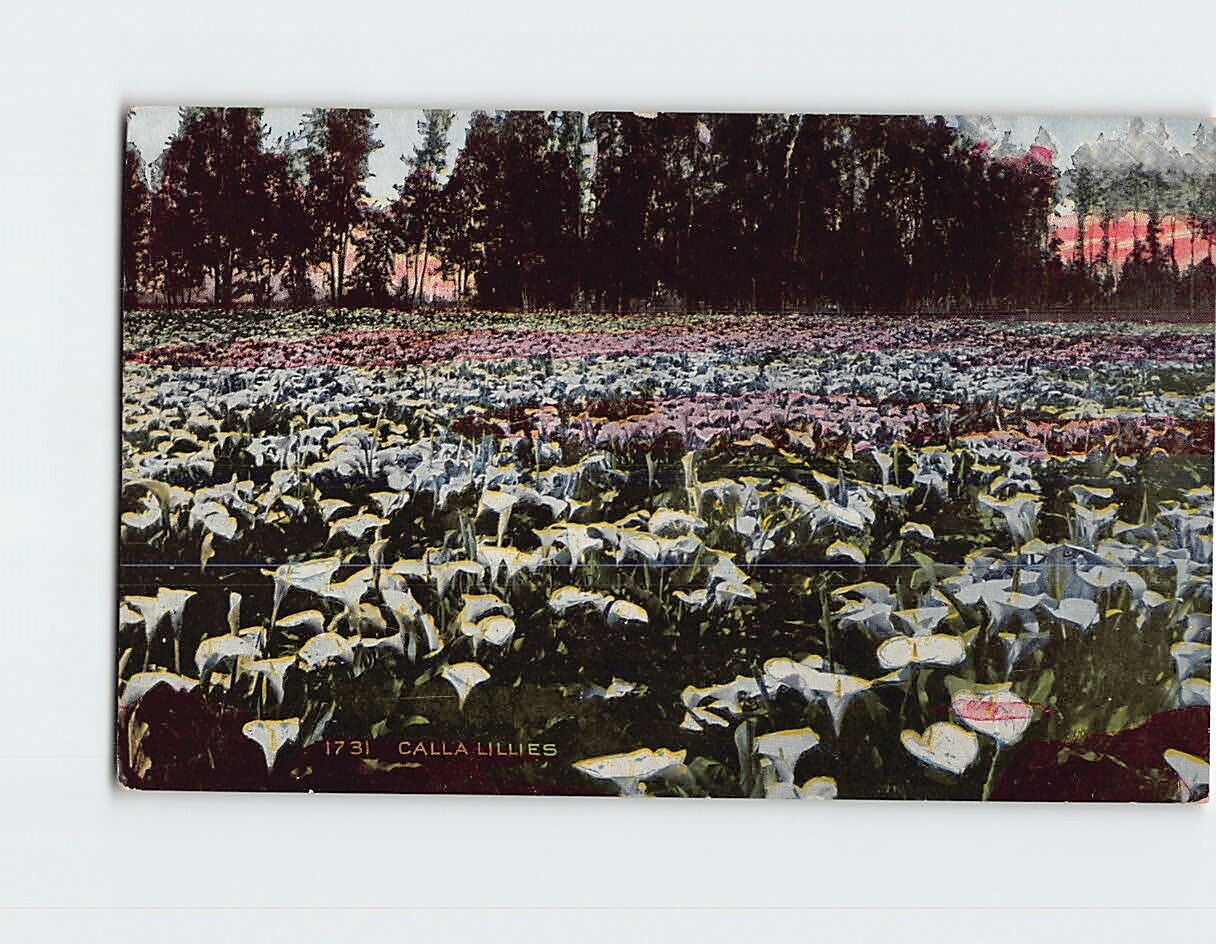 Postcard Garden of Calla Lilies