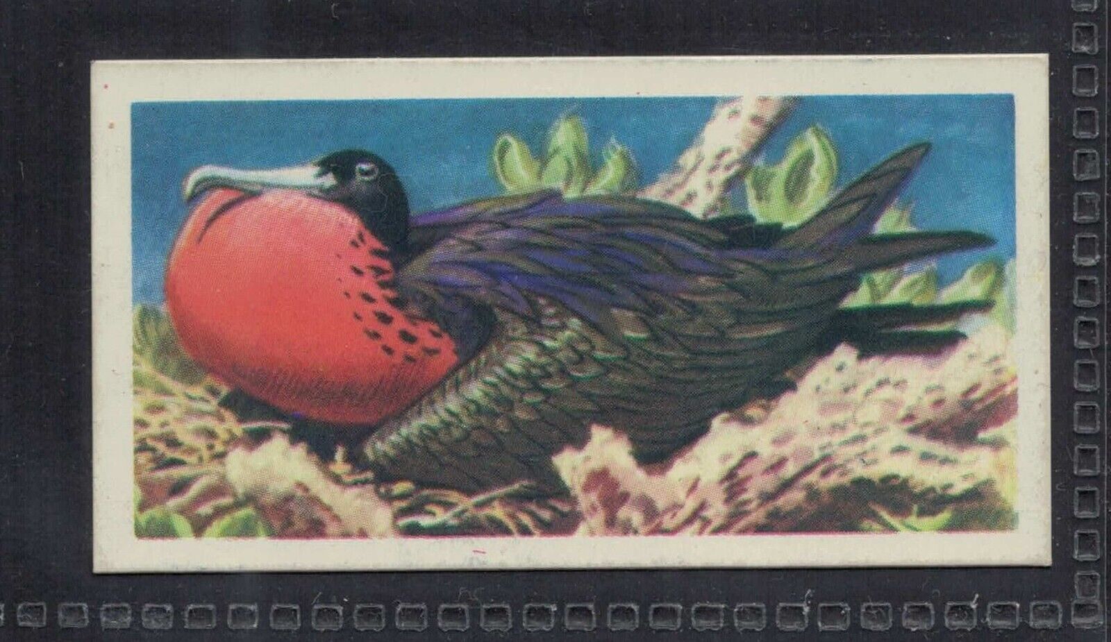 MAGNIFICENT FRIGATE BIRD - 60 + year old English Trade Card # 34
