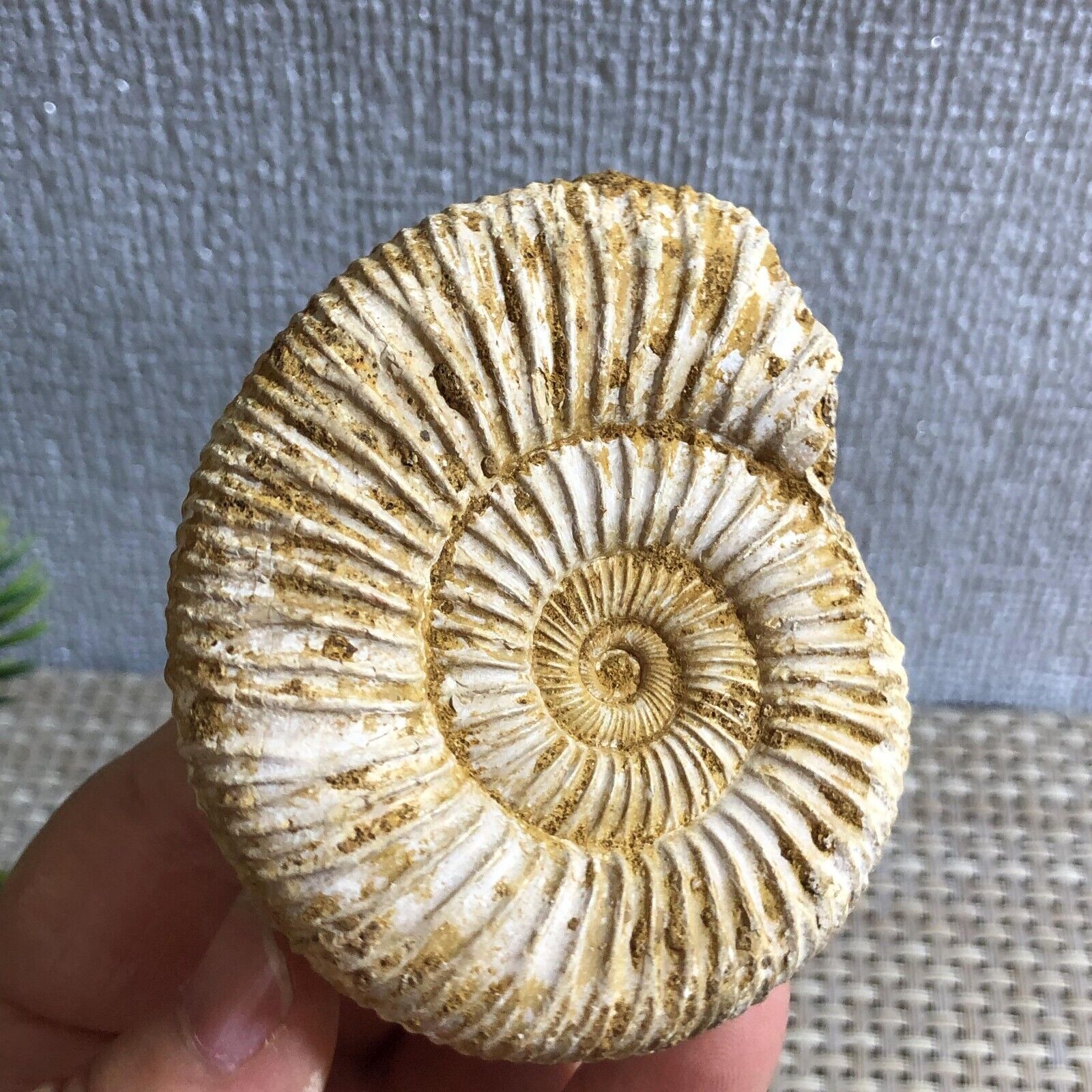 Rare natural rough white conch fossils and ammonite 97g d151