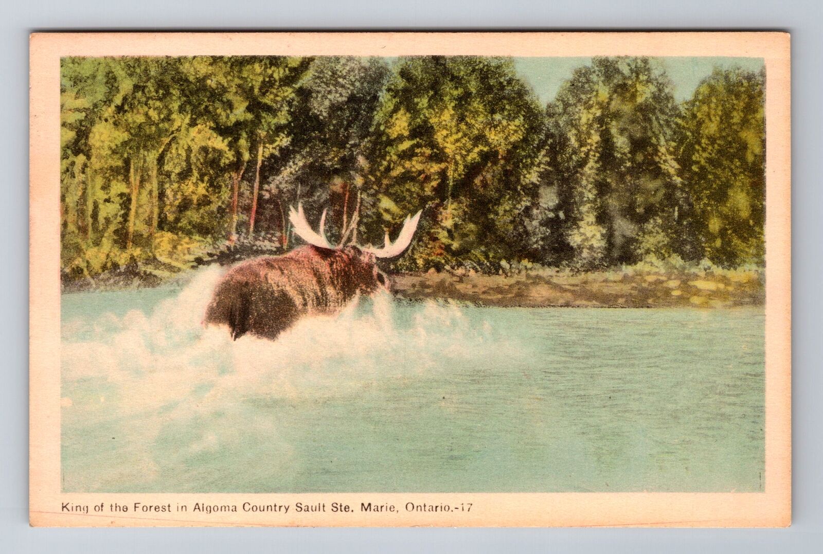 Sault Ste Marie Ontario-Canada, Moose Crossing The River, Vintage Postcard