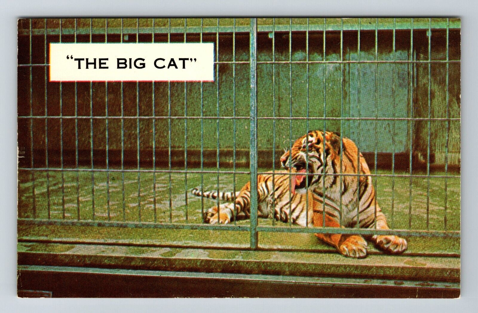 Brookfield IL-Illinois, Tiger In A Cage Area, The Big Cat, Vintage Postcard