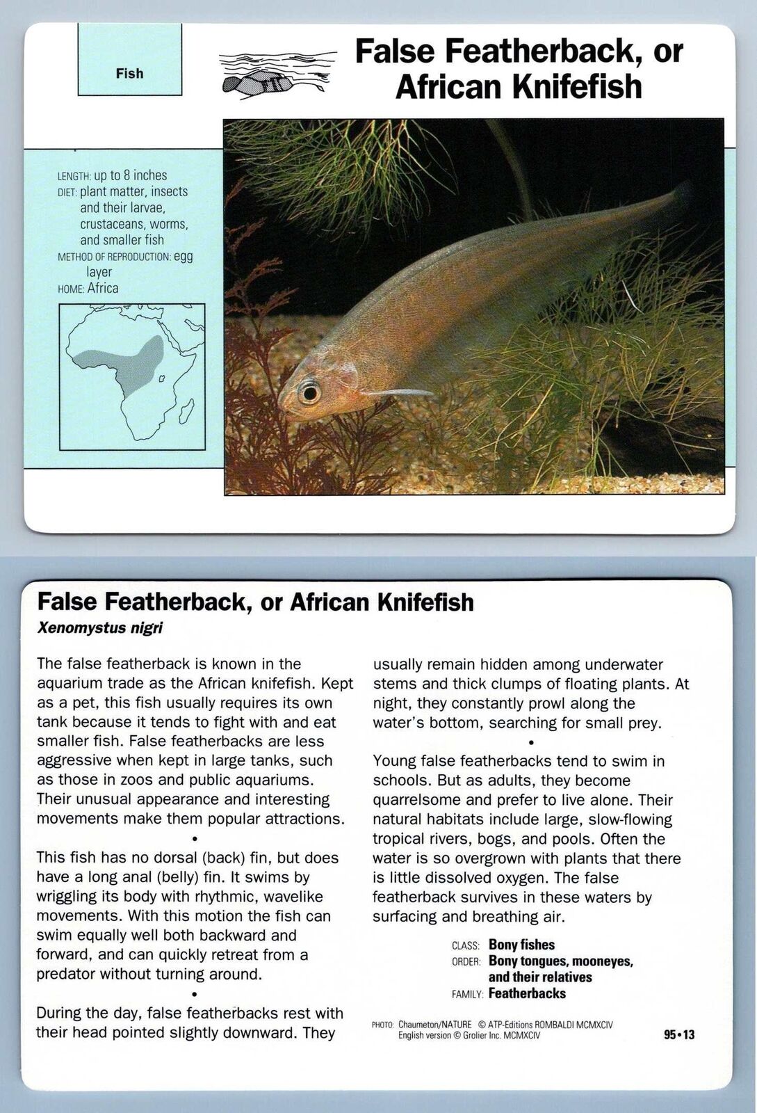 False Featherback/African Knifefish #95.13 Fish Grolier Wildlife Adventure Card