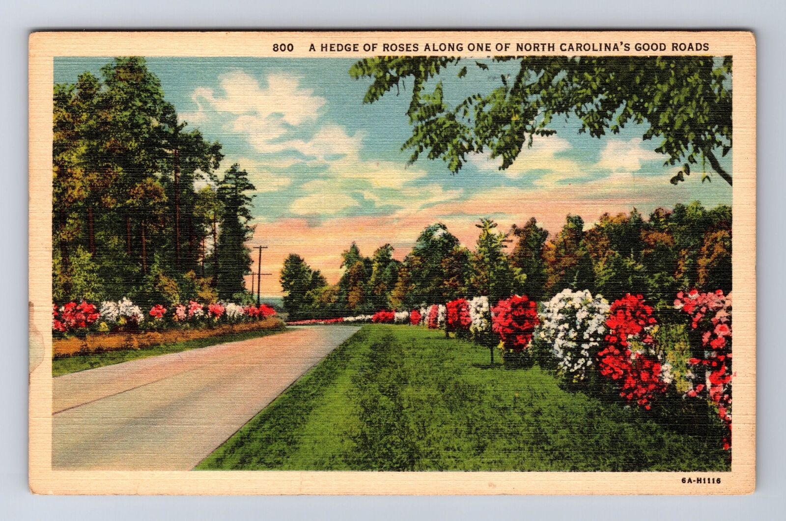 A Hedge Of Roses Along One Of North Carolina's Good Roads, Vintage Postcard