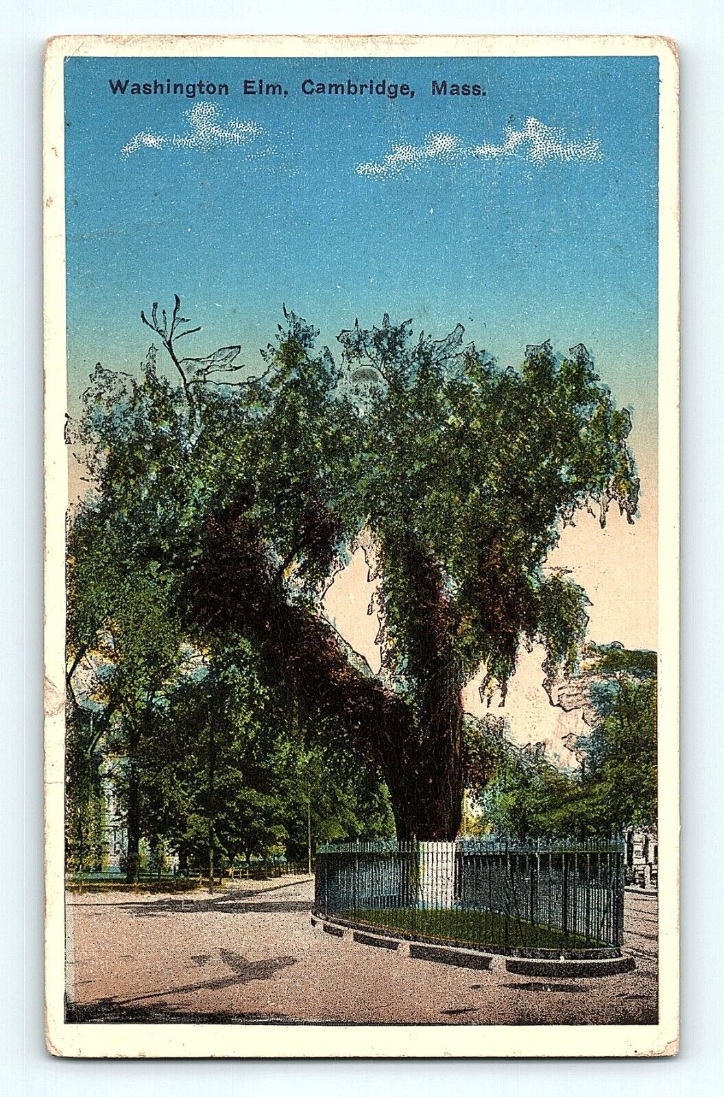 Washington Elm Cambridge Massachusetts 1915 White Border Antique Postcard E2