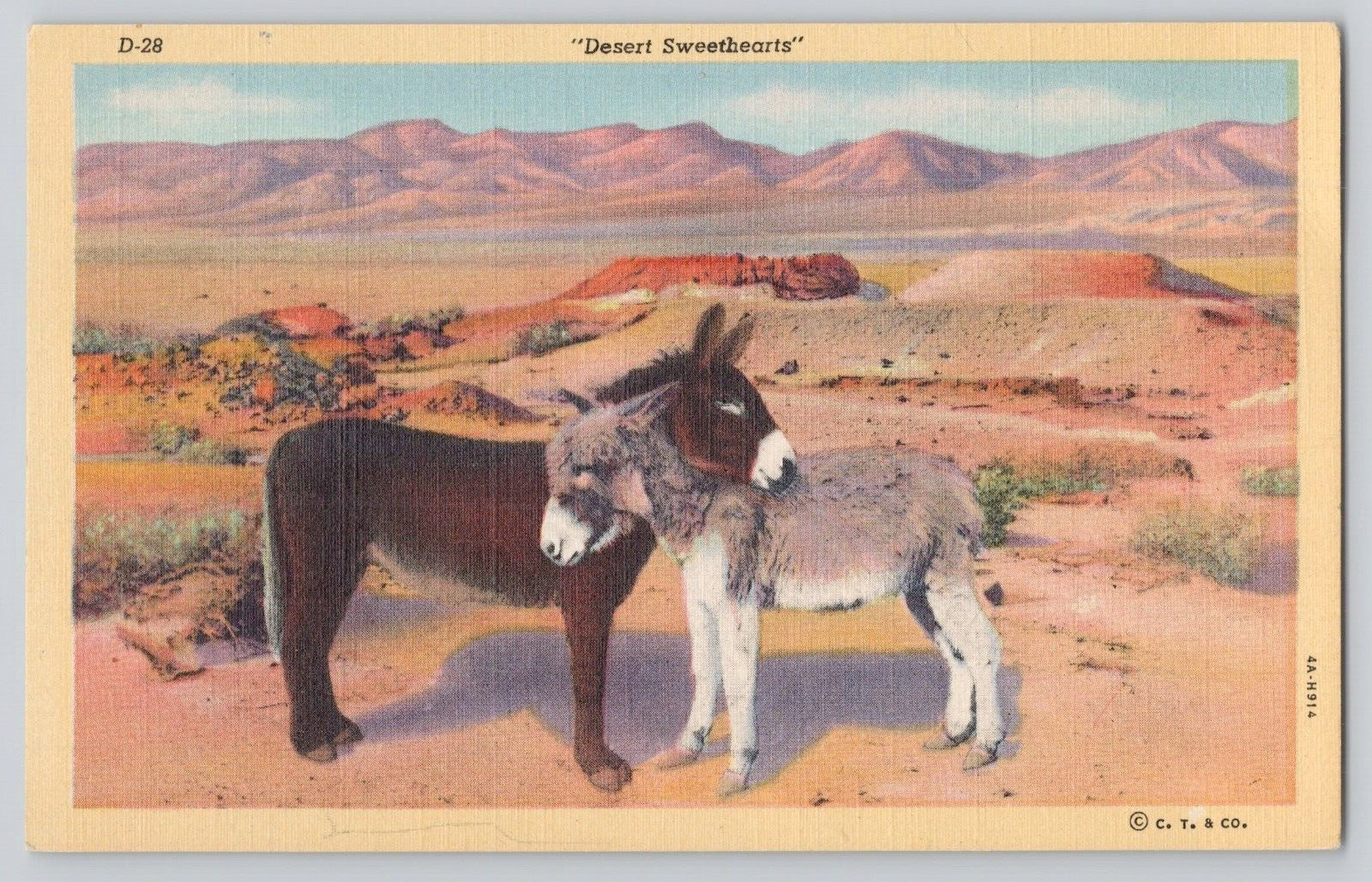 Postcard Desert Sweethearts donkeys
