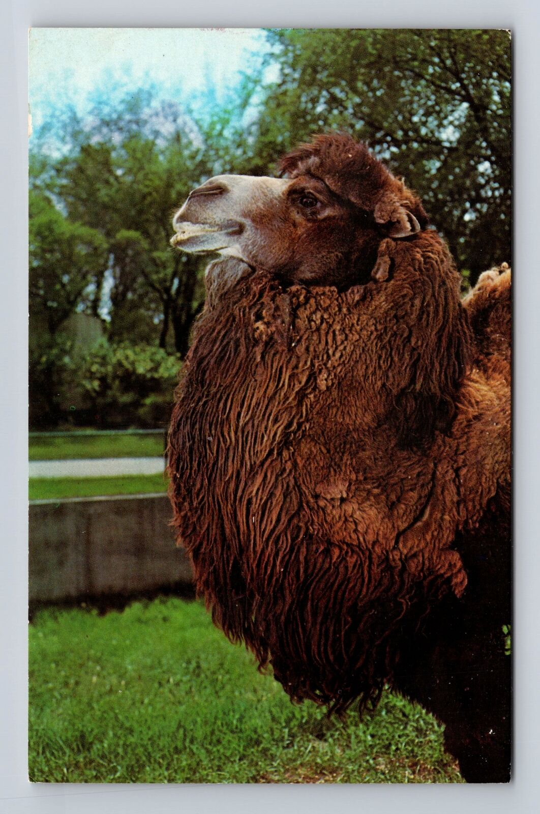 Brookfield IL-Illinois Chicago Zoological Park, Bactrian Camel, Vintage Postcard