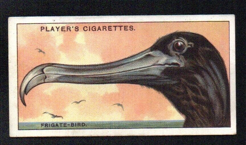 FRIGATE BIRD 1929 JOHN PLAYER CIGARETTES CURIOUS BEAKS #15 EXCELLENT NO CREASES