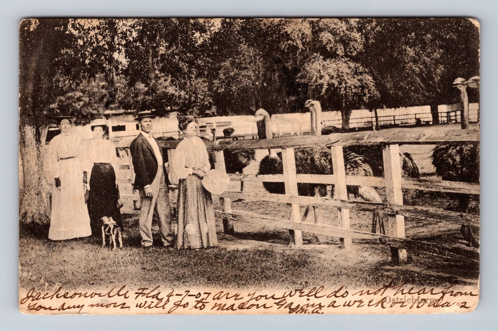 Jacksonville FL-Florida, Ostrich Farm, Vintage c1907 Postcard