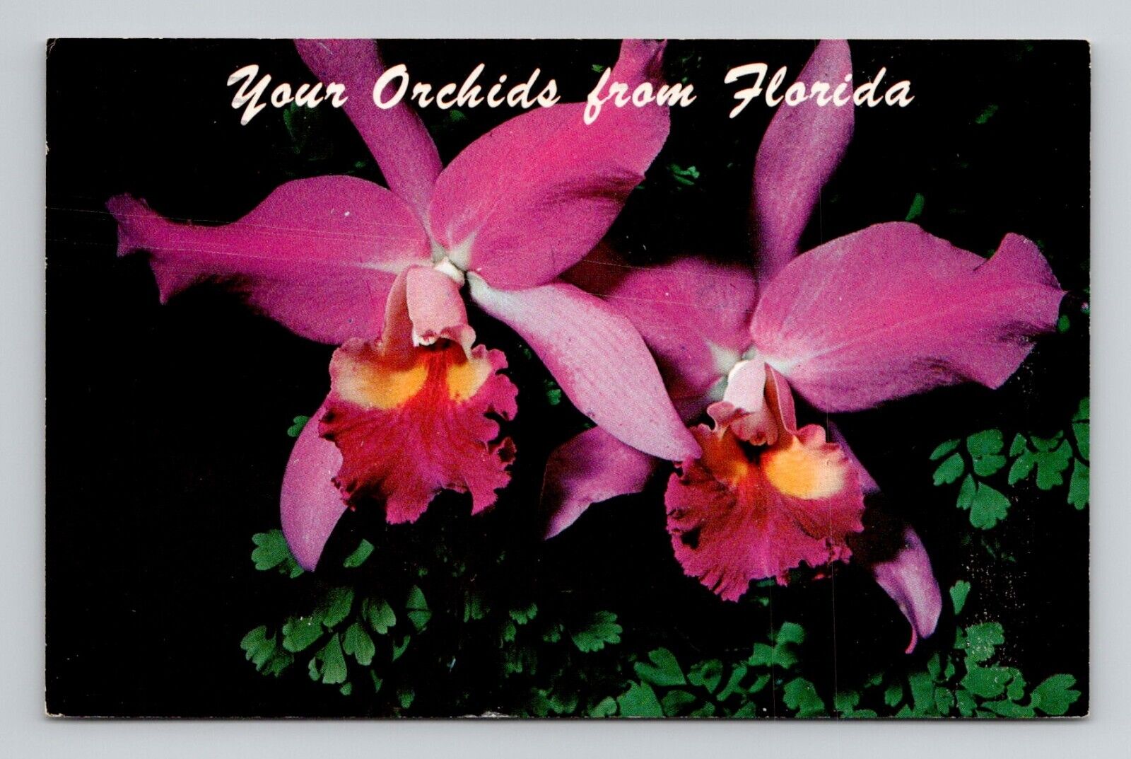 Postcard Purple Cattleya Orchid Flower Blooms from Florida, Vintage Chrome K7