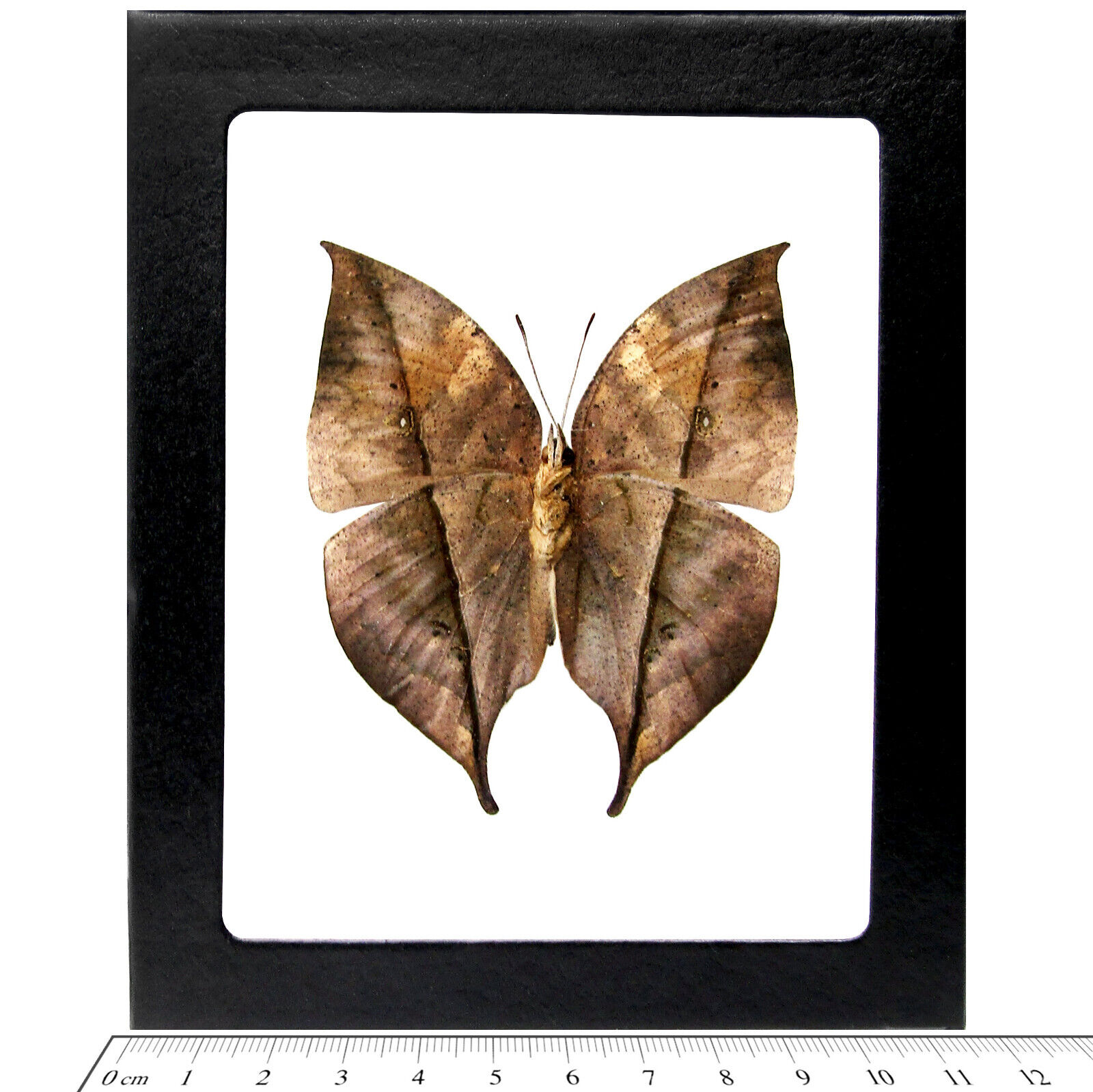Kallima inachis verso REAL FRAMED BUTTERFLY LEAF MIMIC CHINA