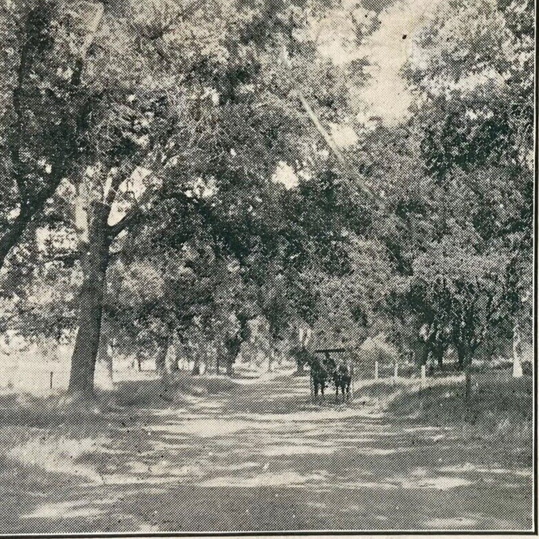 Postcard CA Fresno Laguna De Tache Land Ad Nares & Saunders Horse Carriage 1907