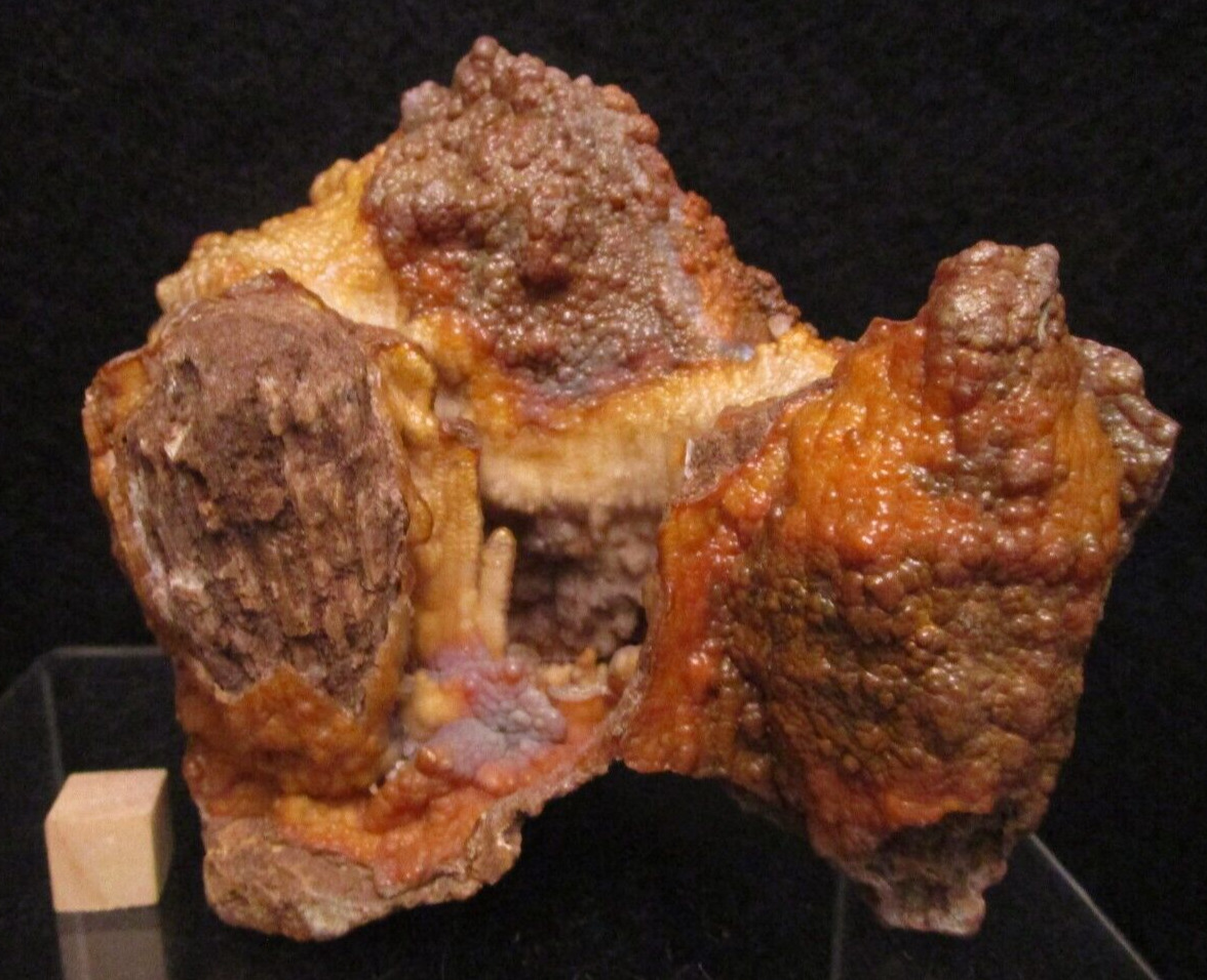 * Superb Lustrous Tampa Bay Florida Fossilized Miocene Agatized Coral