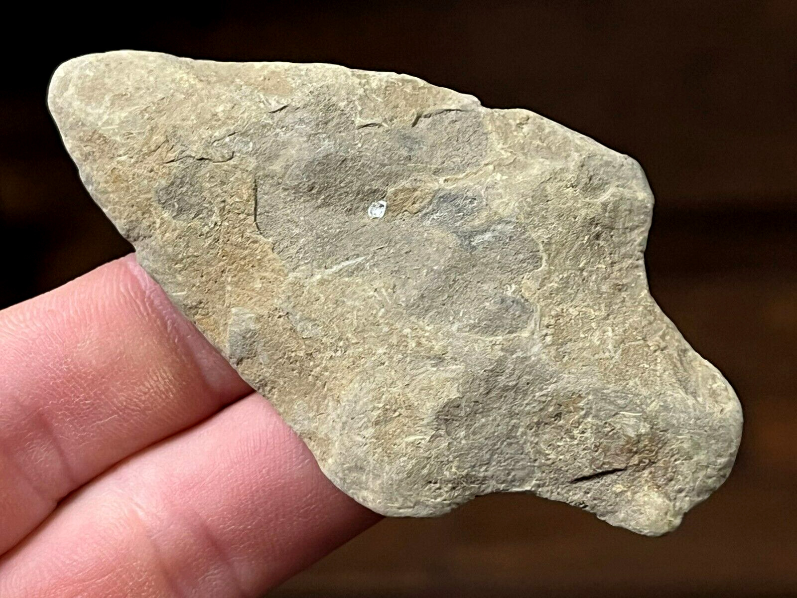 OUTSTANDING ATLANTIC PHASE BLADE MARYLAND ARROWHEAD AUTHENTIC INDIAN ARTIFACT BD