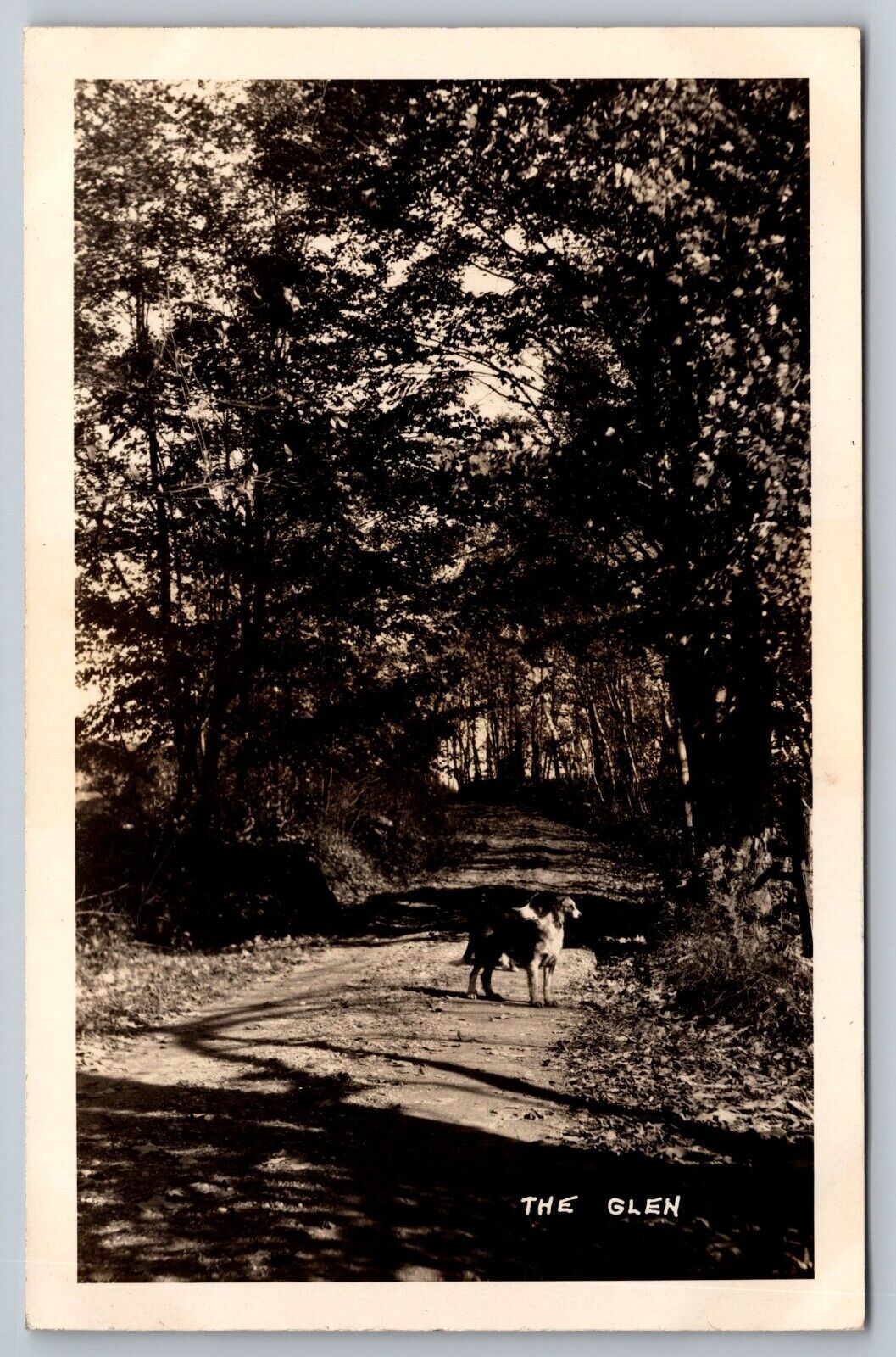 The Glen. Dirt Road & Dog. Vermont Real Photo Postcard RPPC
