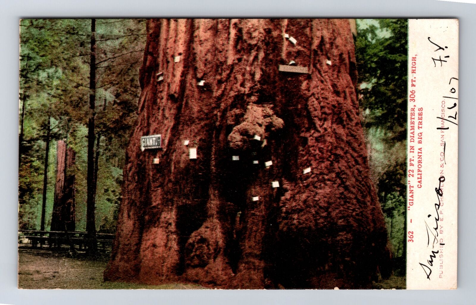 CA-California, California Big Redwood Trees, Antique Vintage Postcard