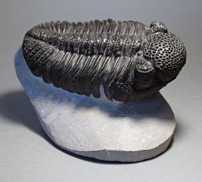 Primalbeasts DROTOPS megalomanicus Trilobite Museum Replica - Paleontology