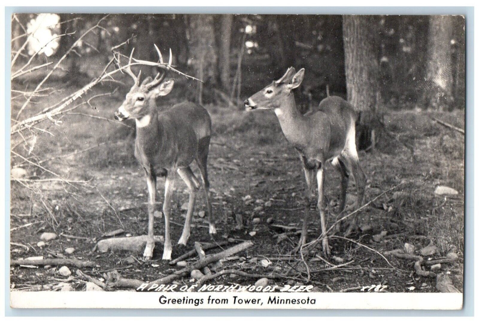 c1940's Greetings From Tower MN, A Pair Of Northwoods Deer RPPC Photo Postcard