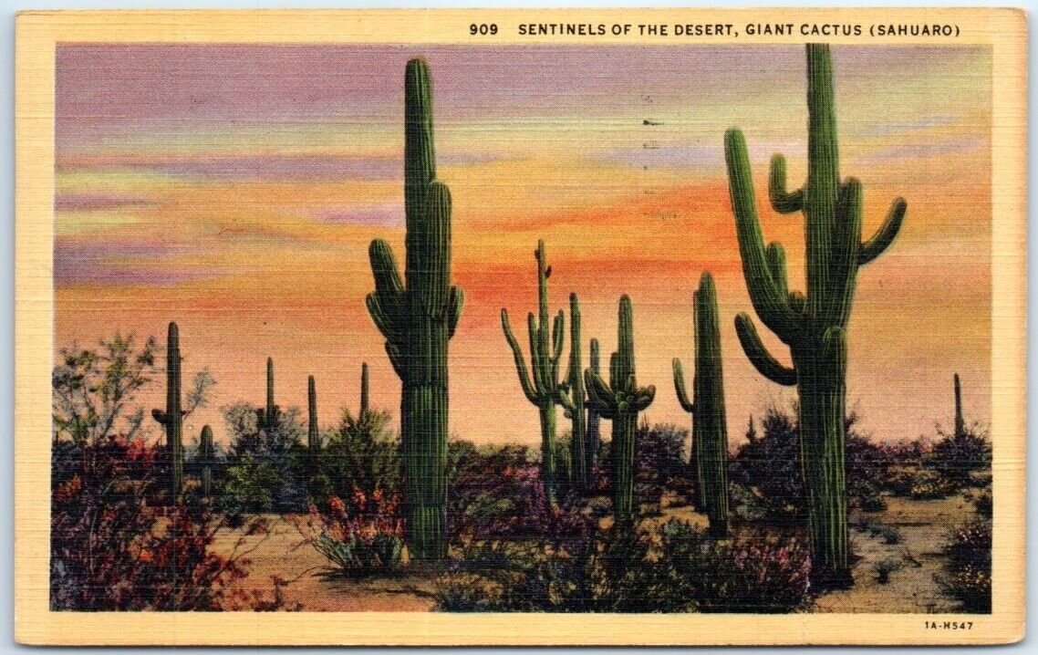 Postcard - Sentinels Of The Desert, Giant Cactus (Sahuaro)
