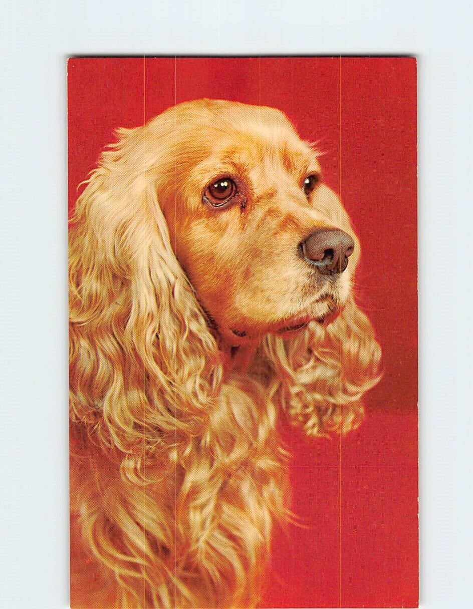 Postcard Cocker Spaniel Dog