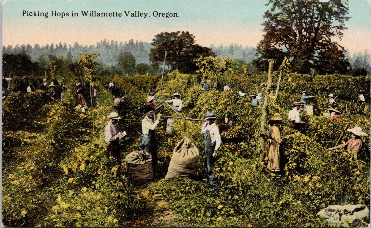 Willamette Valley Oregon Picking Hops Farm Workers OR Unused Postcard E78