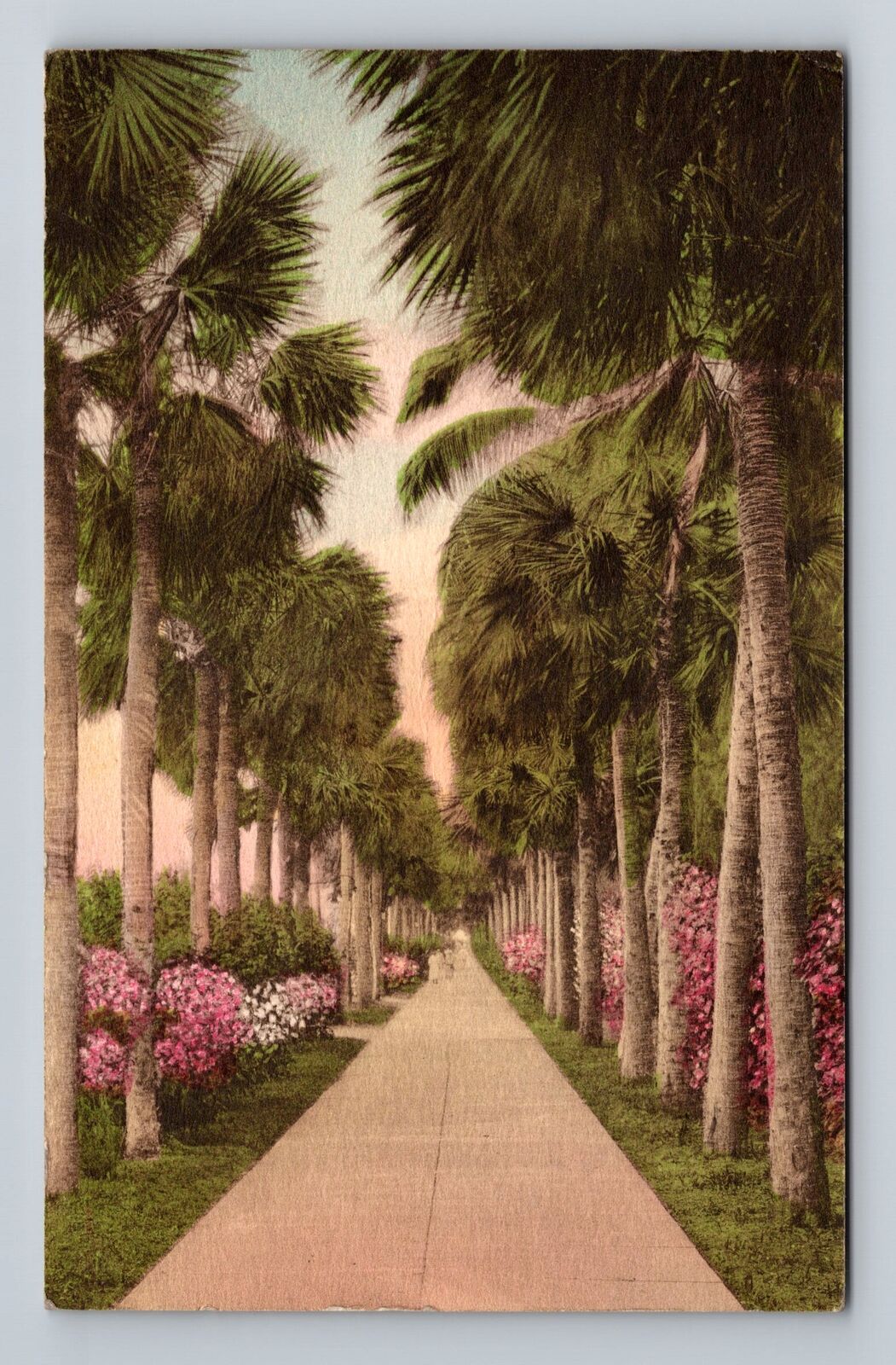 Palm Beach FL-Florida, Palmetto Walk, Antique Souvenir Vintage Postcard