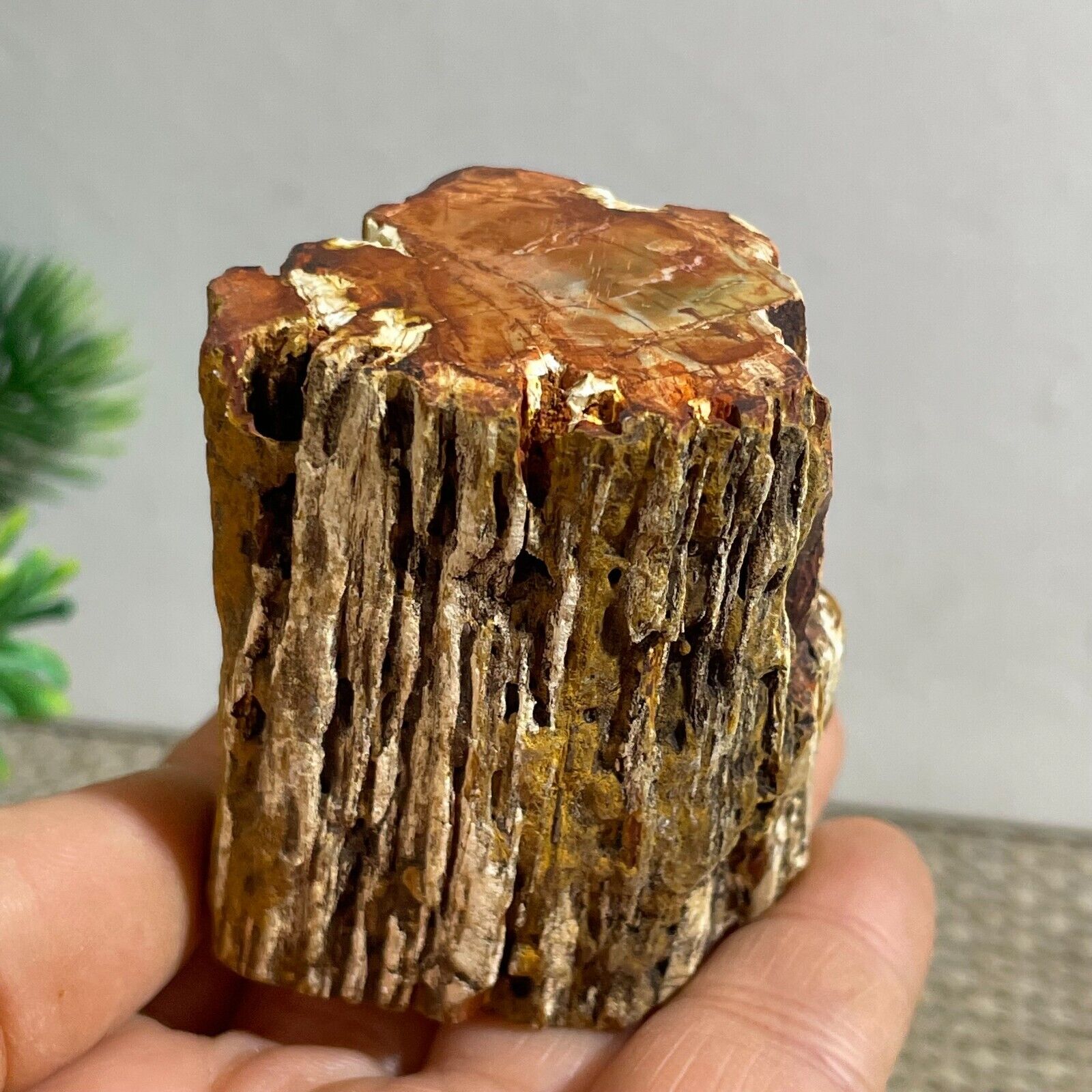147g Natural Wood Fossil Slice Specimens Reiki Healing - Madagascar b63